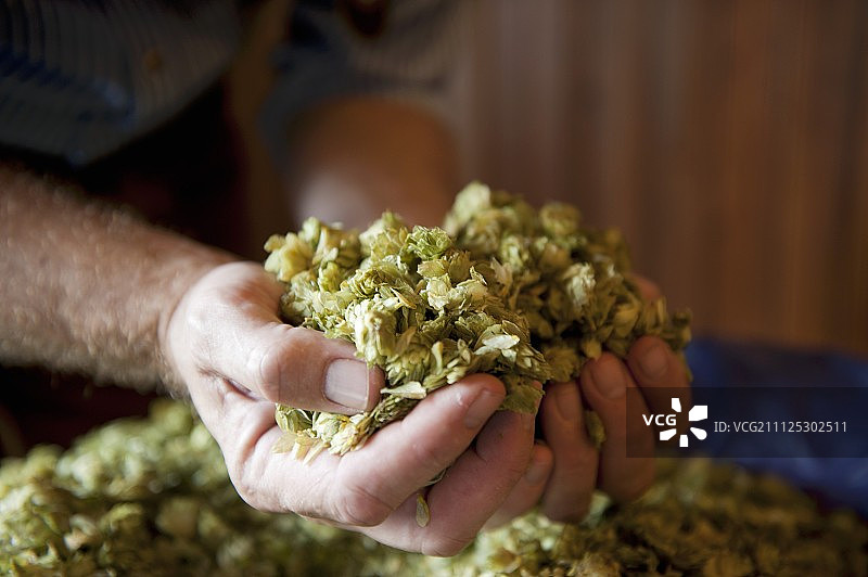 在德国啤酒厂检查啤酒花图片素材