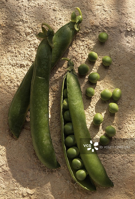 豌豆（主题：勒诺特的花园）图片素材