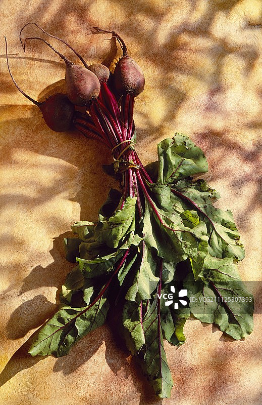 甜菜根（主题：勒诺特尔花园）图片素材