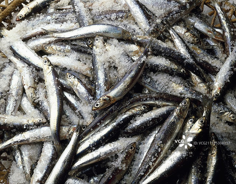 腌制鳀鱼图片素材
