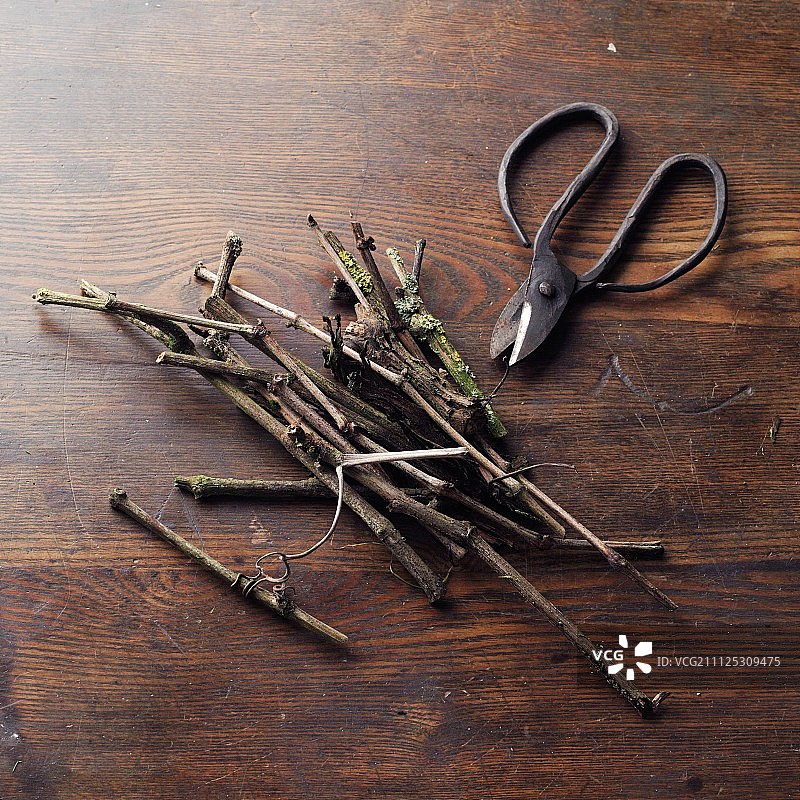 希尔德加德·冯·宾根风格的葡萄枝条（牙科葡萄酒）图片素材