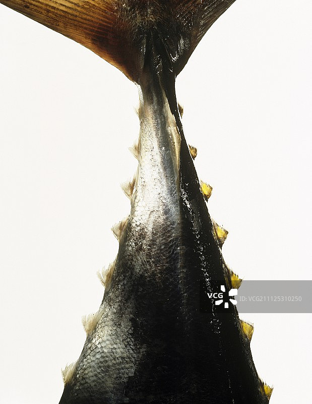 金枪鱼图片素材