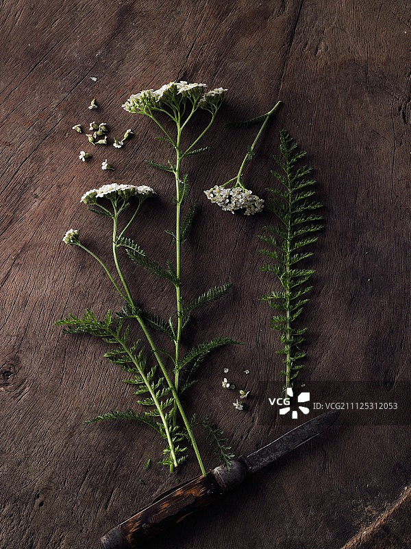 木质表面上的蓍草图片素材
