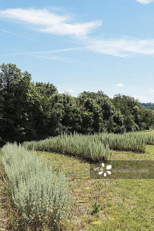 法国福卡尔基耶用于制作茴香酒的苦艾草田图片素材