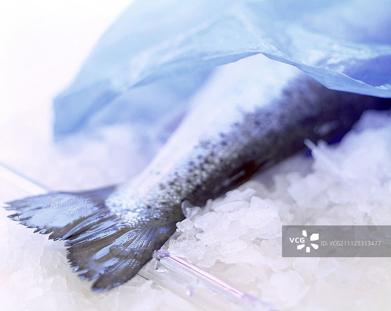 冰上的鲑鱼尾巴图片素材