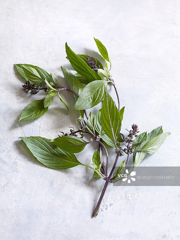 新鲜泰国罗勒图片素材