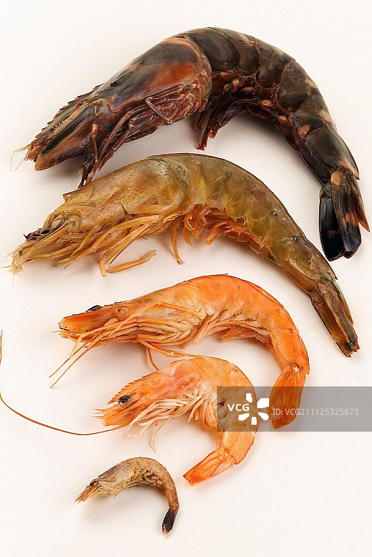 多种虾类图片素材