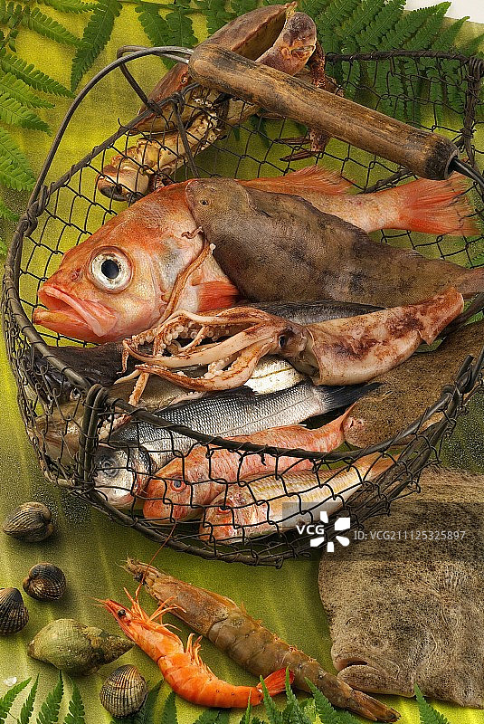 精选鱼类和贝类图片素材