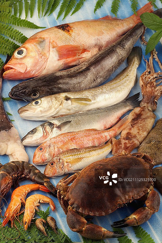 精选鱼类和贝类海鲜图片素材