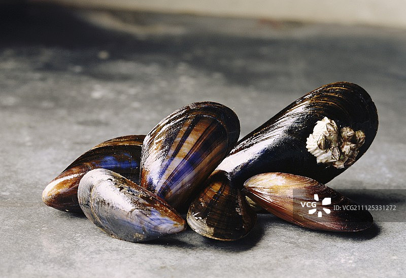 贻贝图片素材