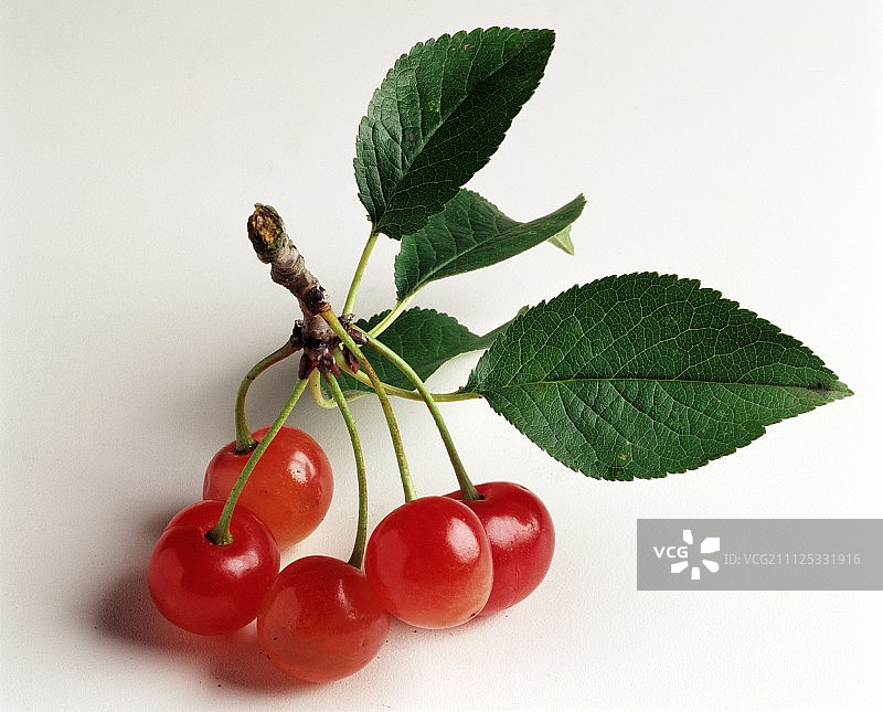 蒙特默伦西樱桃图片素材