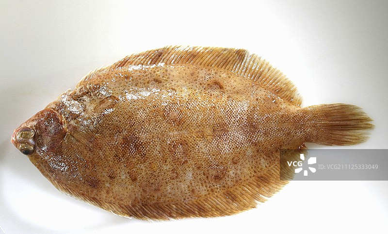 多佛鲽鱼图片素材