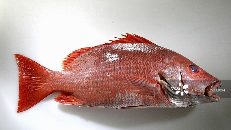 维瓦诺鱼图片素材