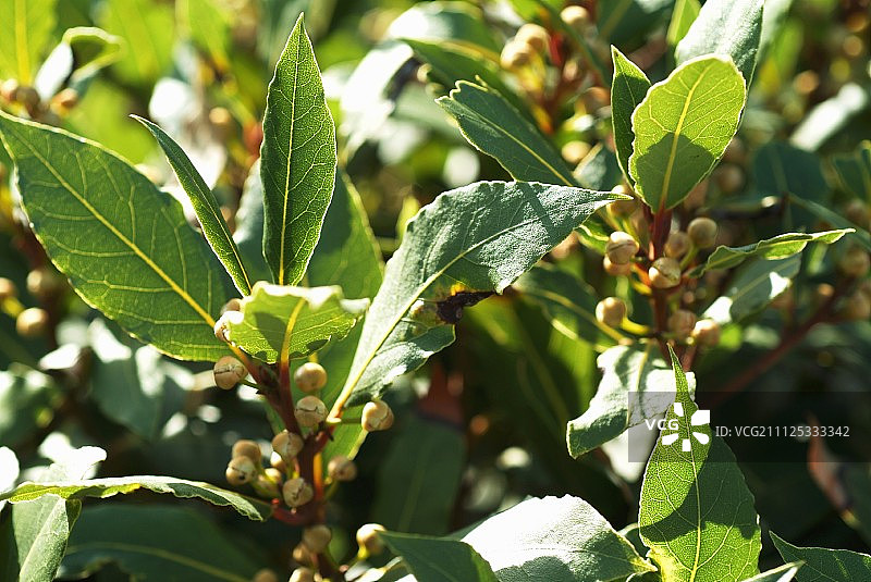 月桂叶图片素材