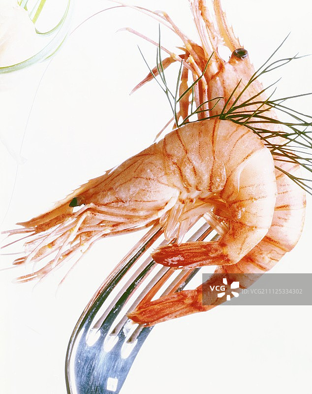虾图片素材