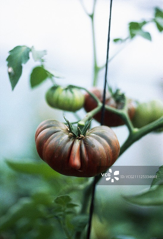 黑色查博内斯番茄图片素材