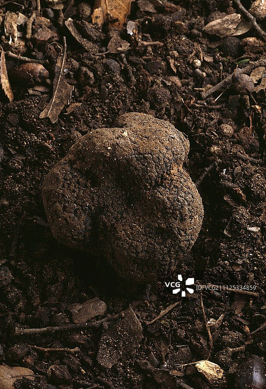 地下的松露图片素材