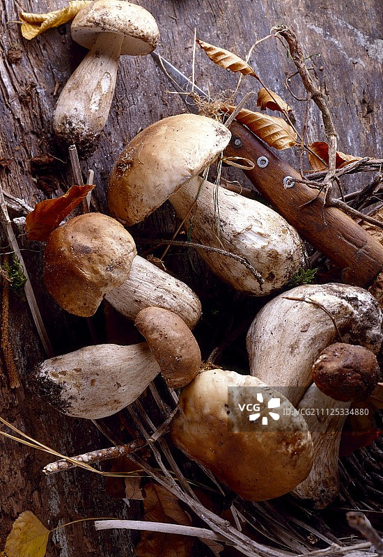 牛肝菌图片素材