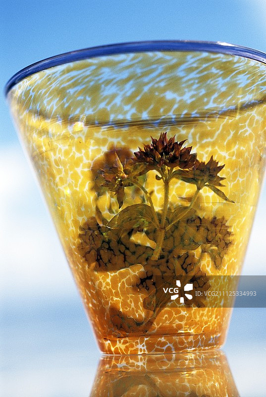 一杯草药茶图片素材