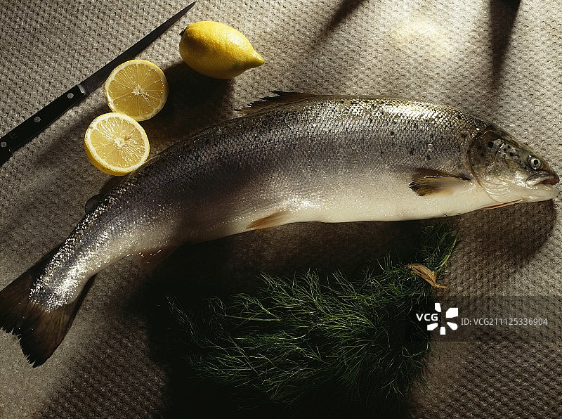 大马哈鱼图片素材