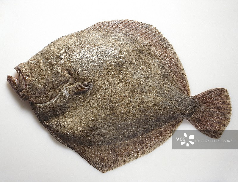 大菱鲆图片素材