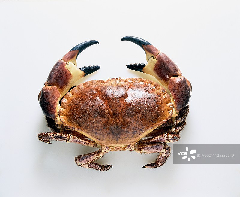 煮熟的螃蟹图片素材