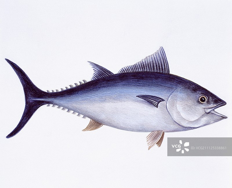 金枪鱼图片素材