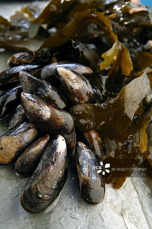 生贻贝图片素材