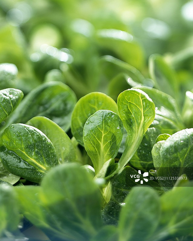 豆瓣菜图片素材