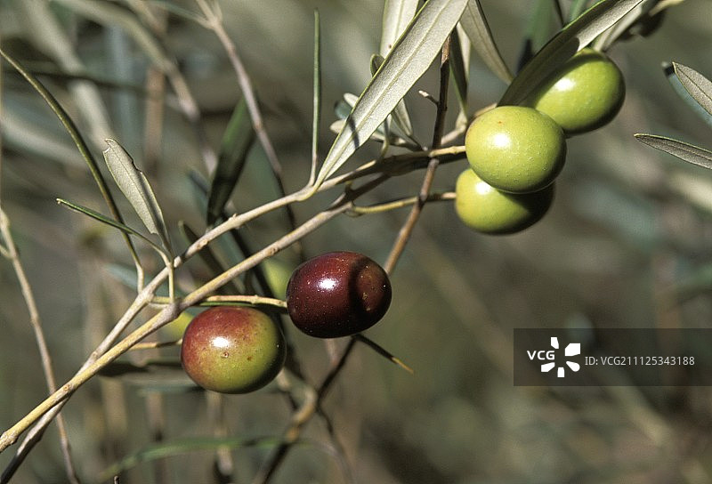 带橄榄的树枝图片素材