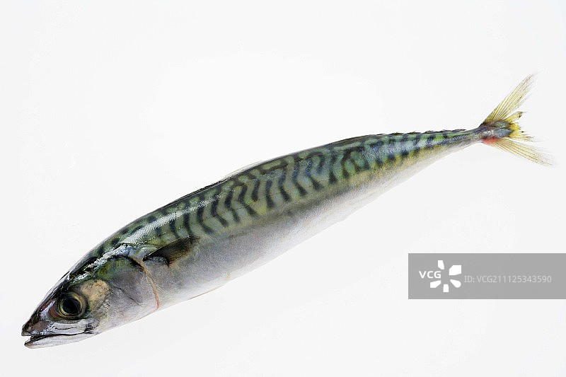 生鲭鱼图片素材