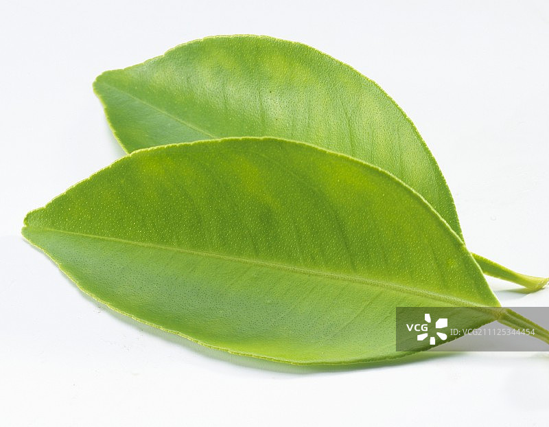 柠檬树叶图片素材
