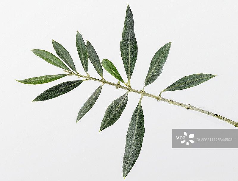橄榄枝图片素材
