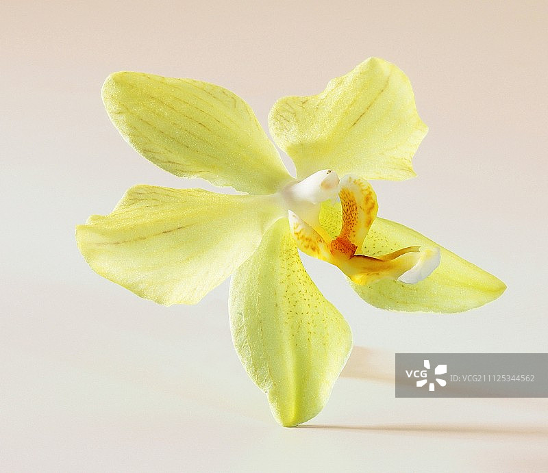 香草花图片素材