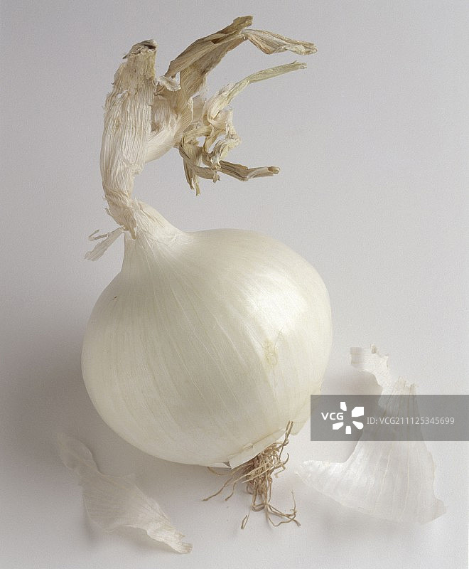 白色洋葱图片素材