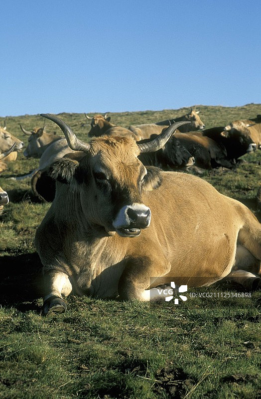 欧布拉克母牛图片素材