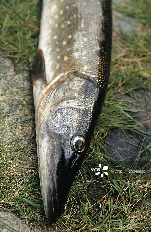 梭子鱼图片素材