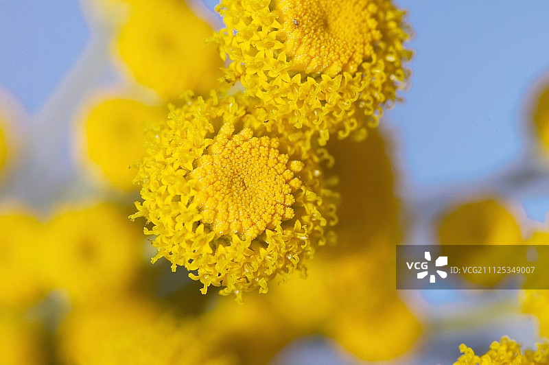 洋甘菊花图片素材