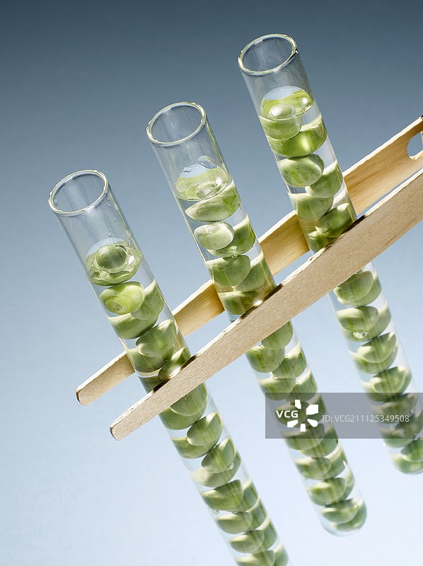 试管中的豌豆图片素材