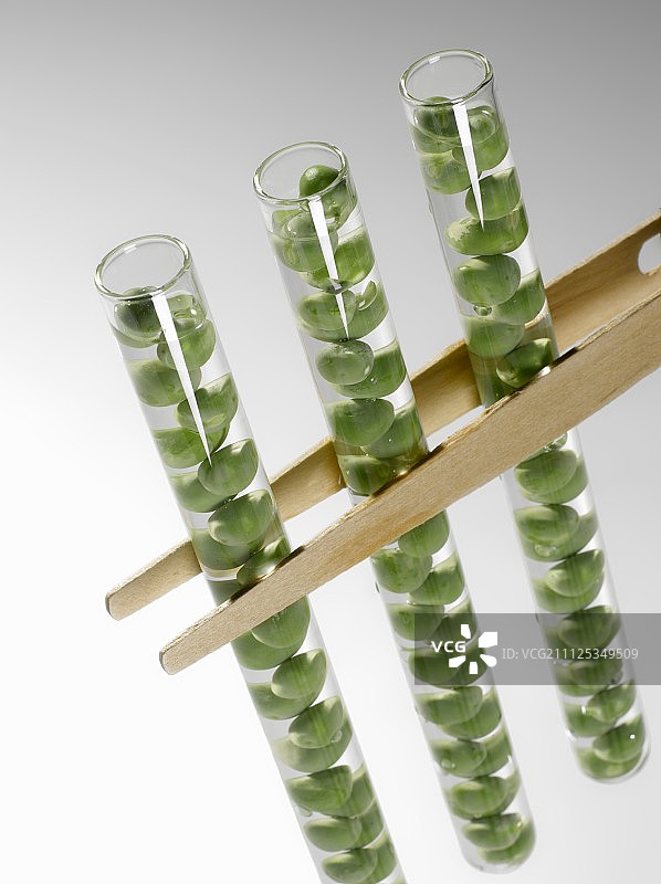 试管中的豌豆图片素材