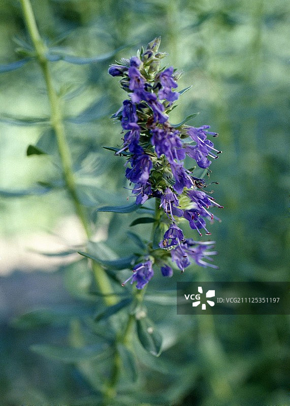 牛膝草图片素材