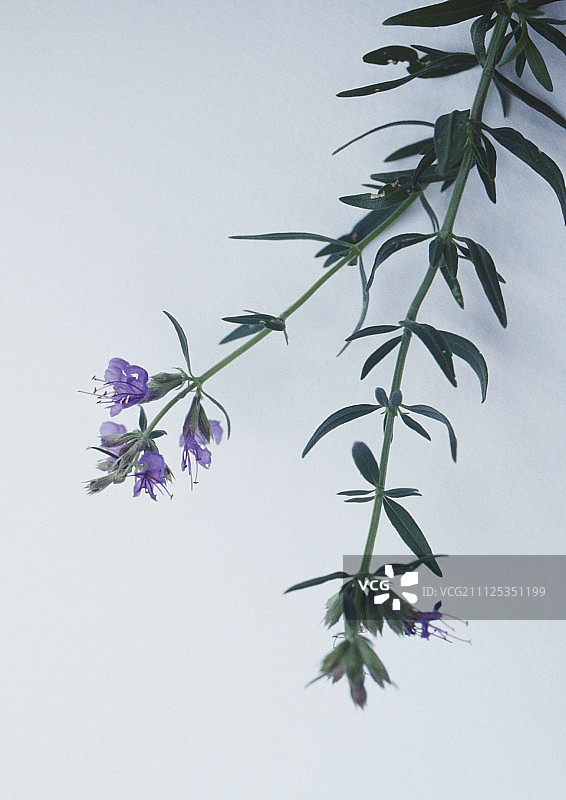 牛膝草图片素材