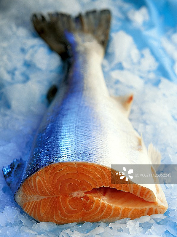 大马哈鱼图片素材