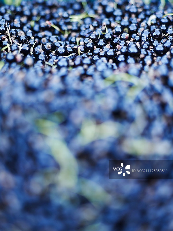 黑醋栗图片素材