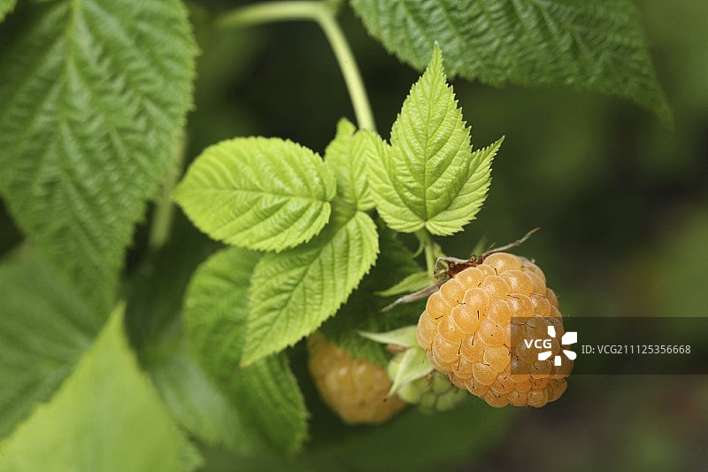 植物上的黄色覆盆子图片素材