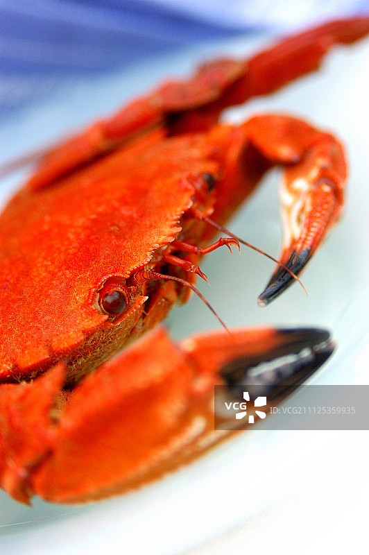 天鹅绒游泳蟹图片素材
