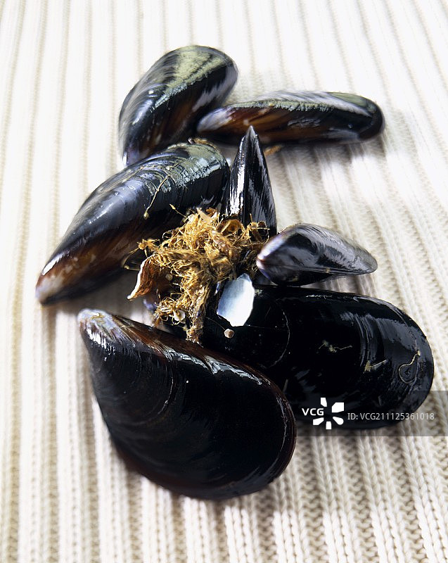 新鲜贻贝图片素材