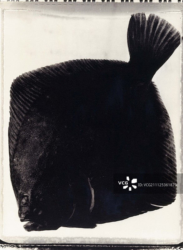 大菱鲆图片素材