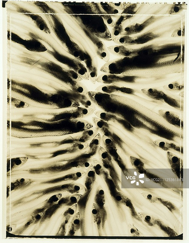 胡瓜鱼图片素材