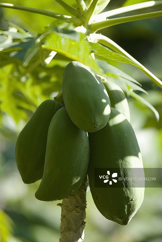 树上的木瓜图片素材